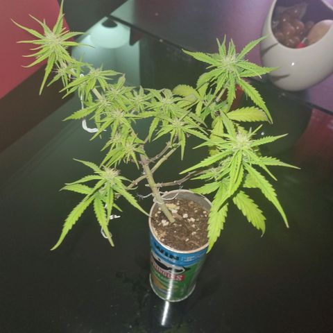 Auto Shark growlog timeline photo