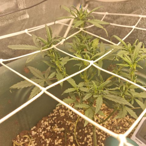 Strawberry Gorilla Auto growlog timeline photo