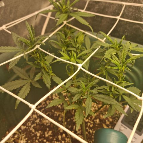 Strawberry Gorilla Auto growlog timeline photo