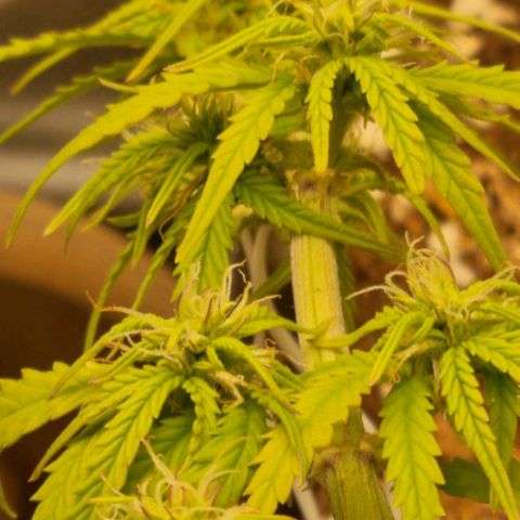 Auto Shark growlog timeline photo