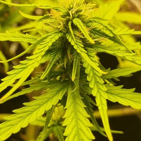 Auto Shark growlog timeline photo