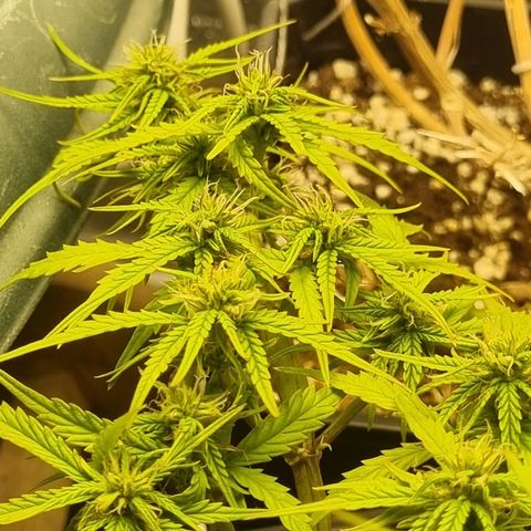 Auto Shark growlog timeline photo