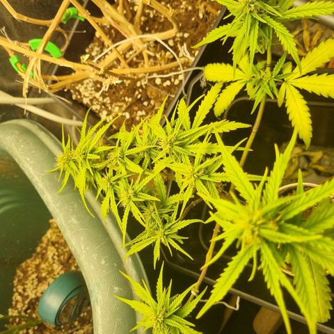 Auto Shark growlog timeline photo