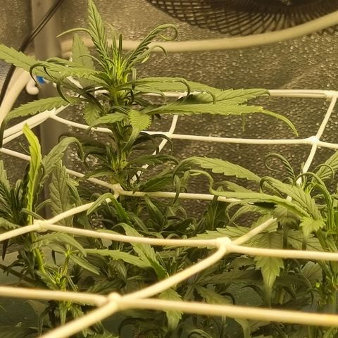 Strawberry Gorilla Auto growlog timeline photo