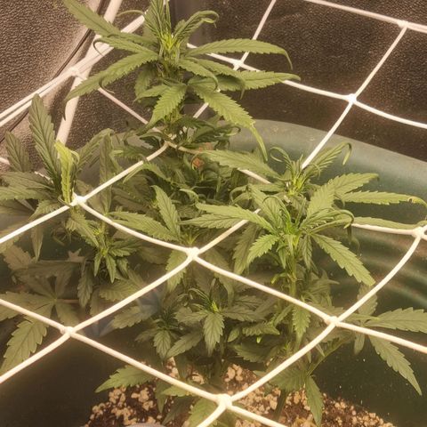 Strawberry Gorilla Auto growlog timeline photo