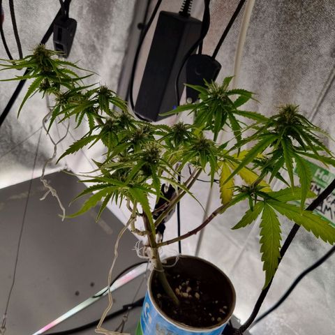 Auto Shark growlog timeline photo