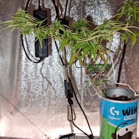 Auto Shark growlog timeline photo