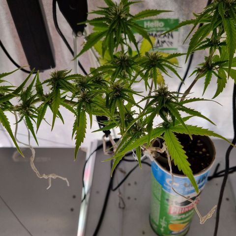 Auto Shark growlog timeline photo