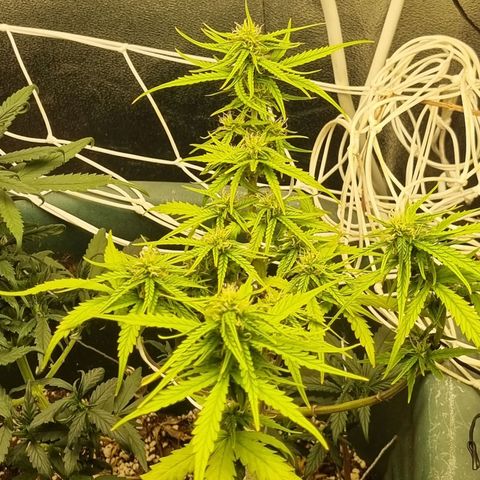 Auto Shark growlog timeline photo