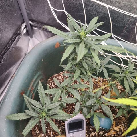 Strawberry Gorilla Auto growlog timeline photo