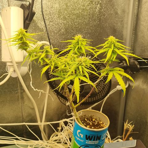 Auto Shark growlog timeline photo