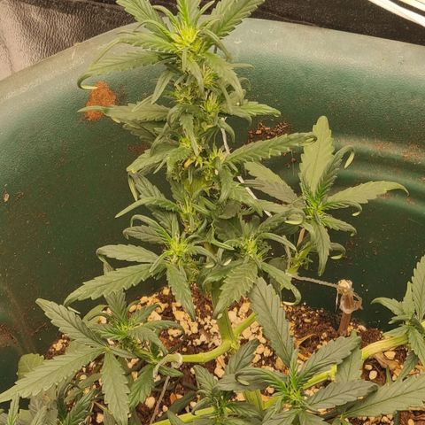 Strawberry Gorilla Auto growlog timeline photo