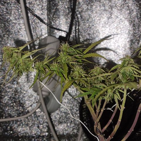 Auto Shark growlog timeline photo
