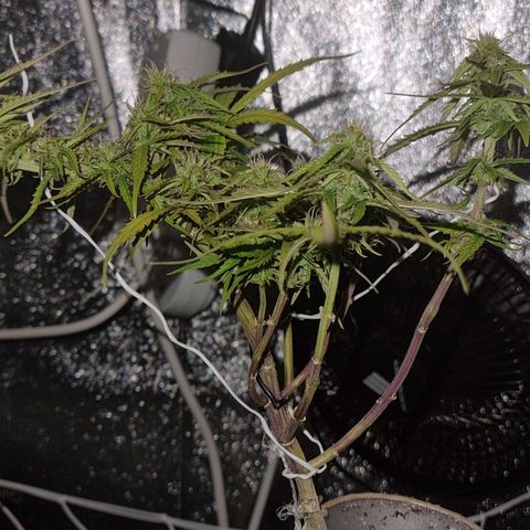 Auto Shark growlog timeline photo