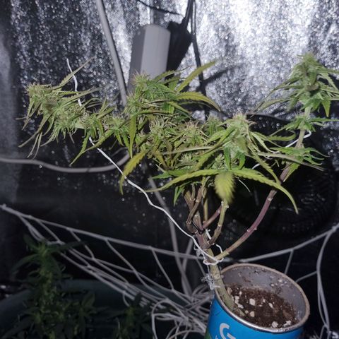 Auto Shark growlog timeline photo