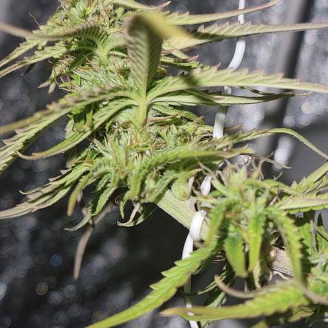 Auto Shark growlog timeline photo