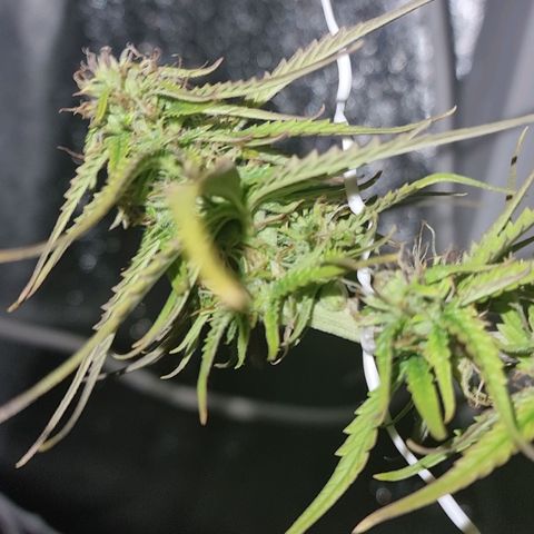 Auto Shark growlog timeline photo