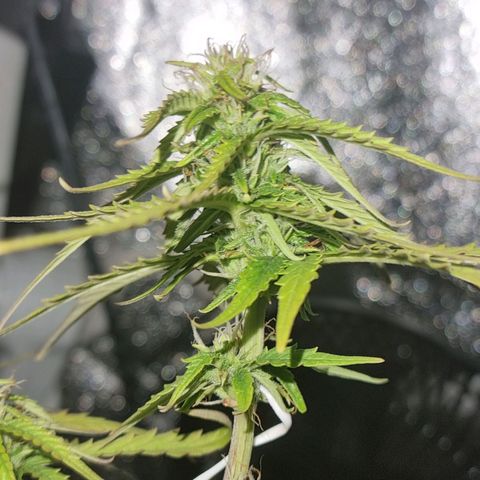 Auto Shark growlog timeline photo