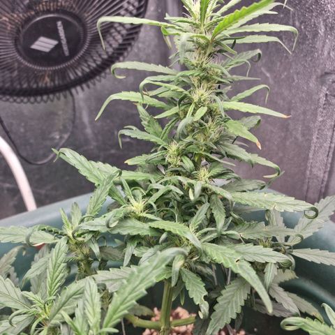Strawberry Gorilla Auto growlog timeline photo