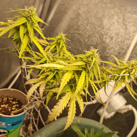 Auto Shark growlog timeline photo