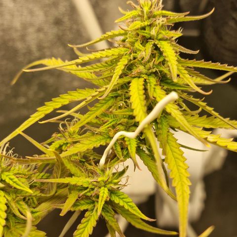 Auto Shark growlog timeline photo