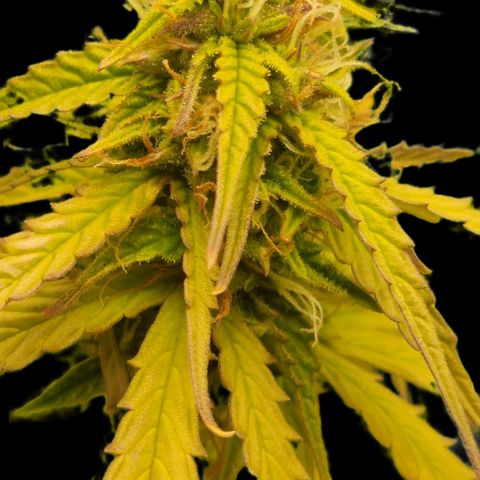 Auto Shark growlog timeline photo