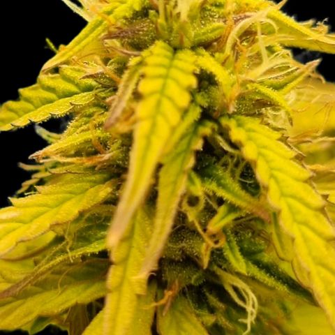 Auto Shark growlog timeline photo