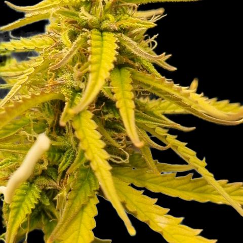 Auto Shark growlog timeline photo