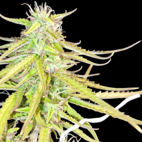 Auto Shark growlog timeline photo
