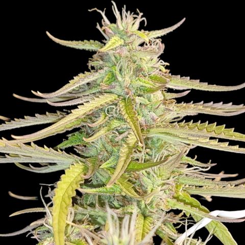 Auto Shark growlog timeline photo