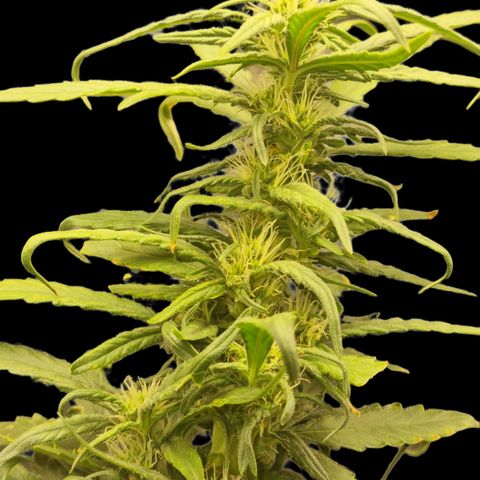 Strawberry Gorilla Auto growlog timeline photo