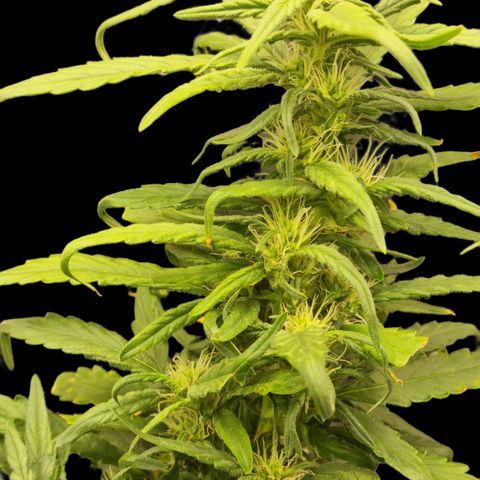 Strawberry Gorilla Auto growlog timeline photo