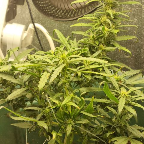 Strawberry Gorilla Auto growlog timeline photo