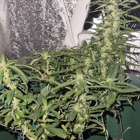Strawberry Gorilla Auto growlog timeline photo