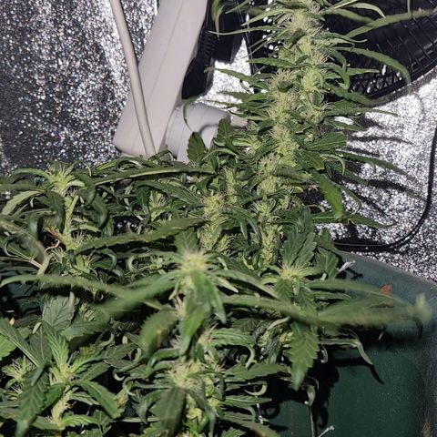 Strawberry Gorilla Auto growlog timeline photo