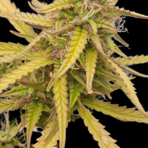 Auto Shark growlog timeline photo
