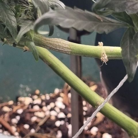 Strawberry Gorilla Auto growlog timeline photo