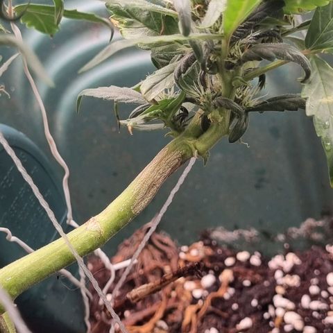 Strawberry Gorilla Auto growlog timeline photo