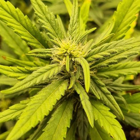 Strawberry Gorilla Auto growlog timeline photo