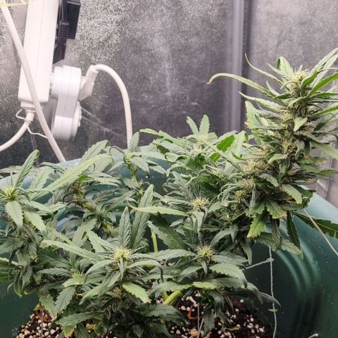 Strawberry Gorilla Auto growlog timeline photo