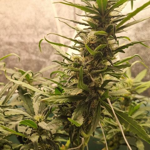 Strawberry Gorilla Auto growlog timeline photo