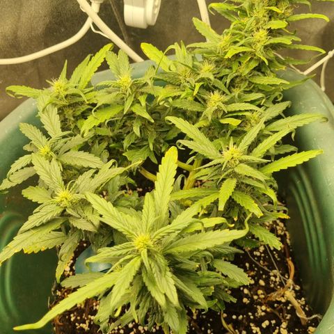 Strawberry Gorilla Auto growlog timeline photo