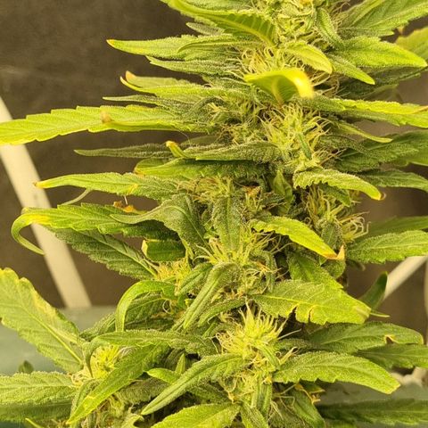 Strawberry Gorilla Auto growlog timeline photo