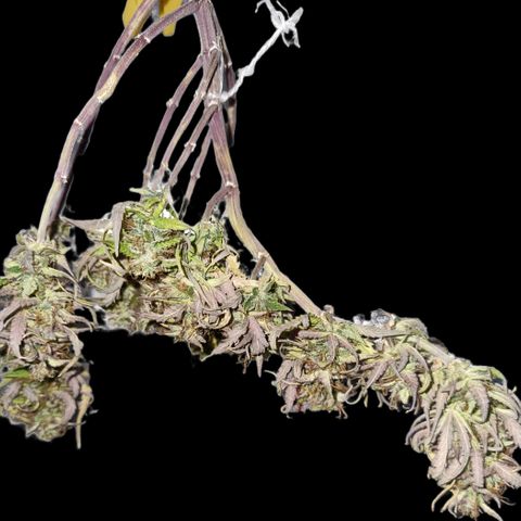 Auto Shark growlog timeline photo