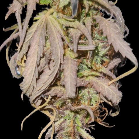 Auto Shark growlog timeline photo