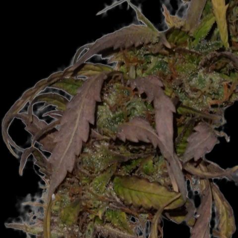 Auto Shark growlog timeline photo