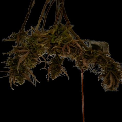 Auto Shark growlog timeline photo