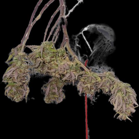 Auto Shark growlog timeline photo