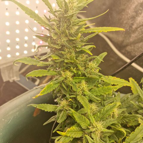 Strawberry Gorilla Auto growlog timeline photo
