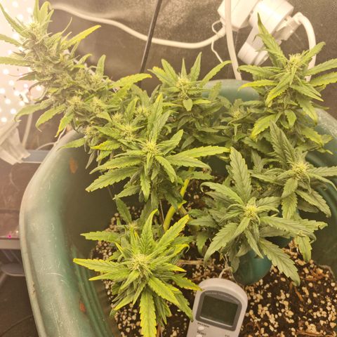 Strawberry Gorilla Auto growlog timeline photo